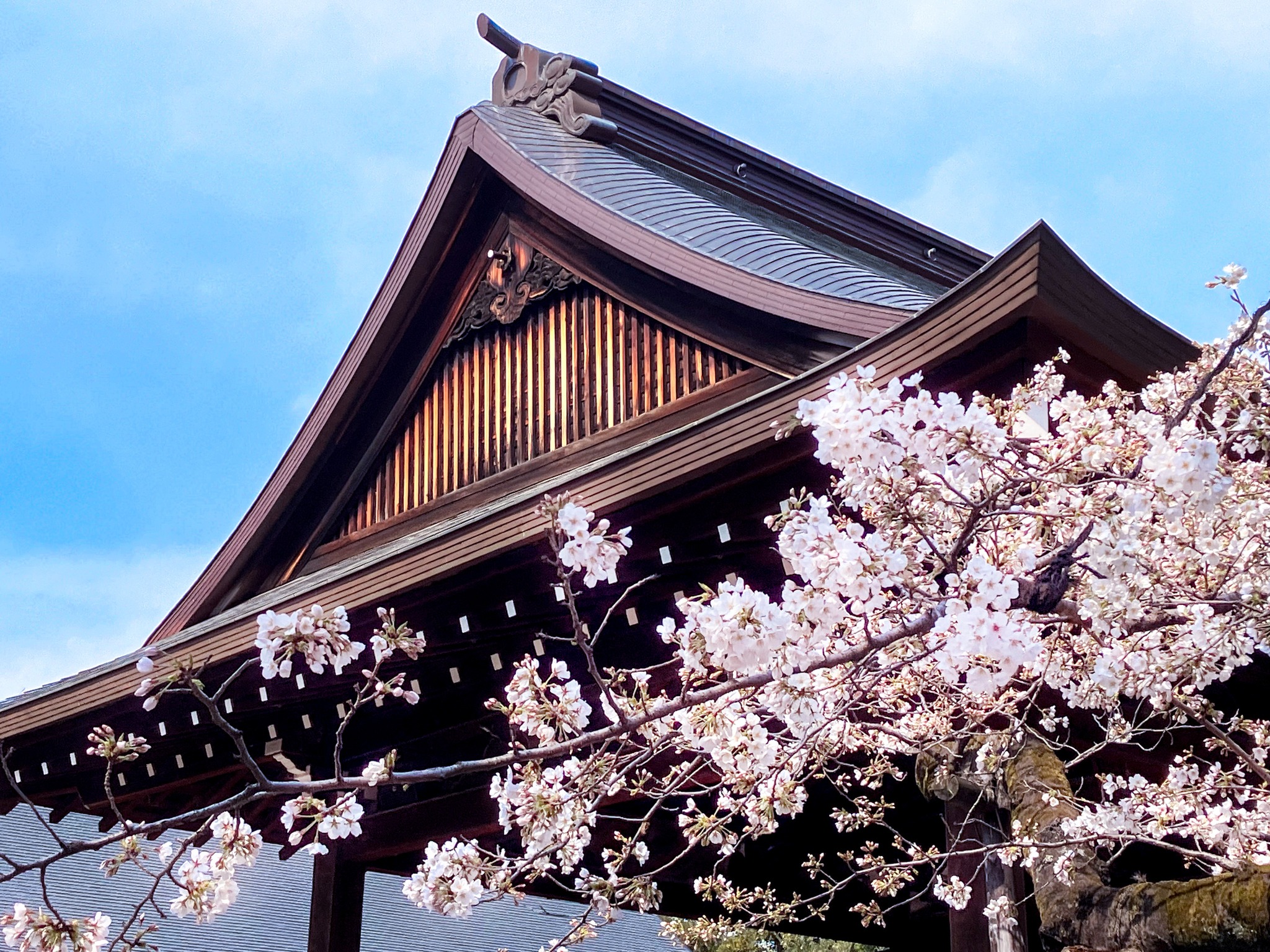 Flores de cerezo Yasukuni | 杉山宣嗣